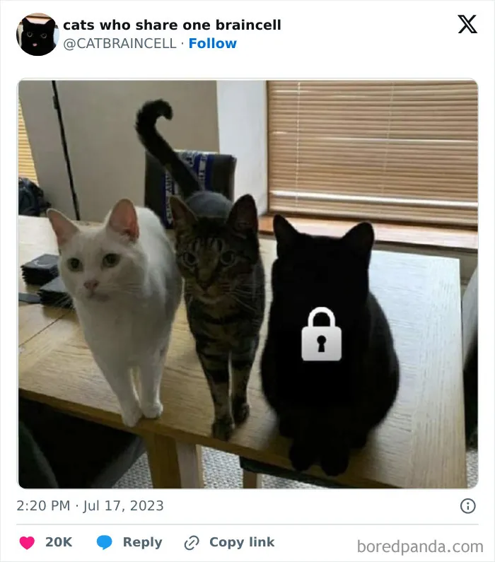 Silly-Cats-Catbraincell