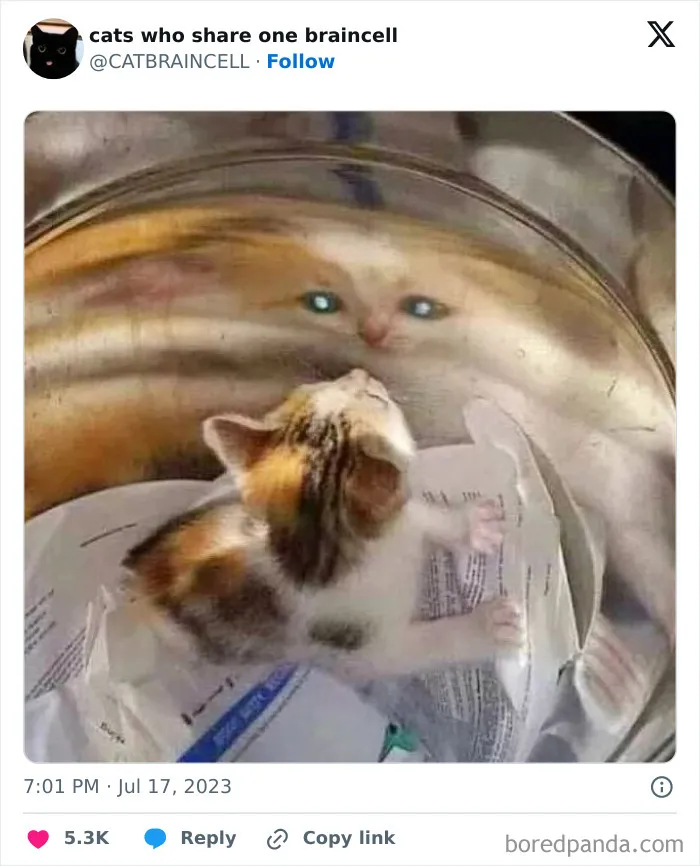 25 Gatos tontorrones compartiendo una sola neurona (nuevas fotos)
