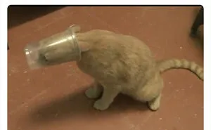 "Cats Who Share One Braincell": 50 Cats That Don't Seem Very Smart (New Pics)