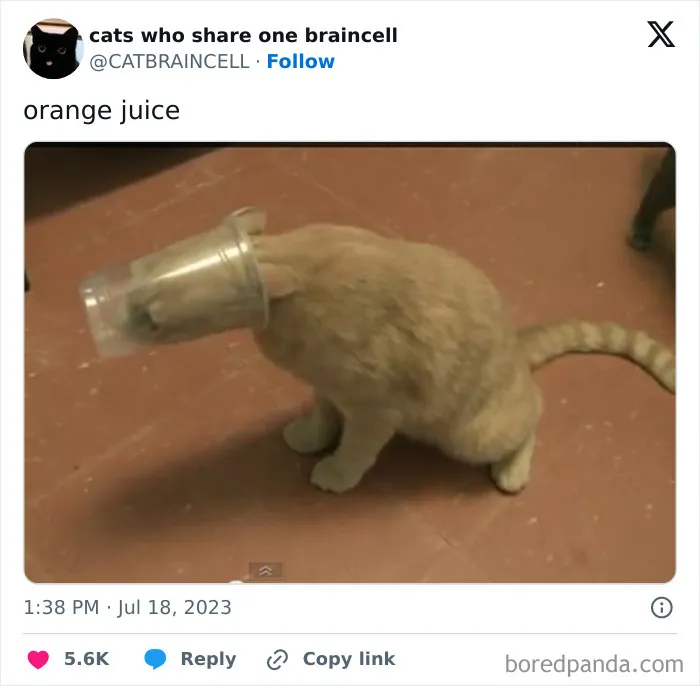 Silly-Cats-Catbraincell