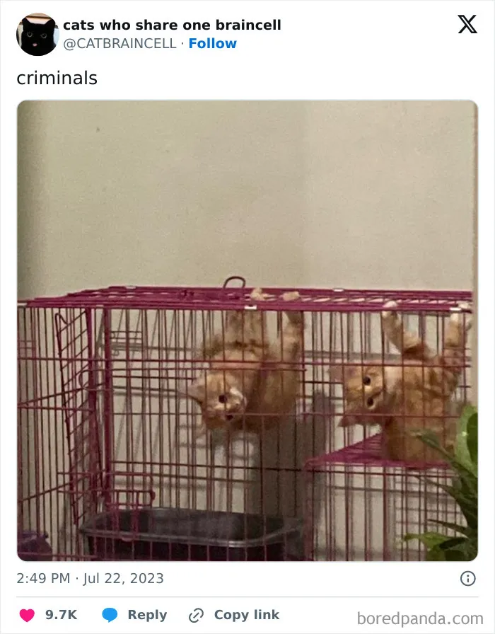 They Share One Braincell: 48 Cats That Don't Seem Very Smart