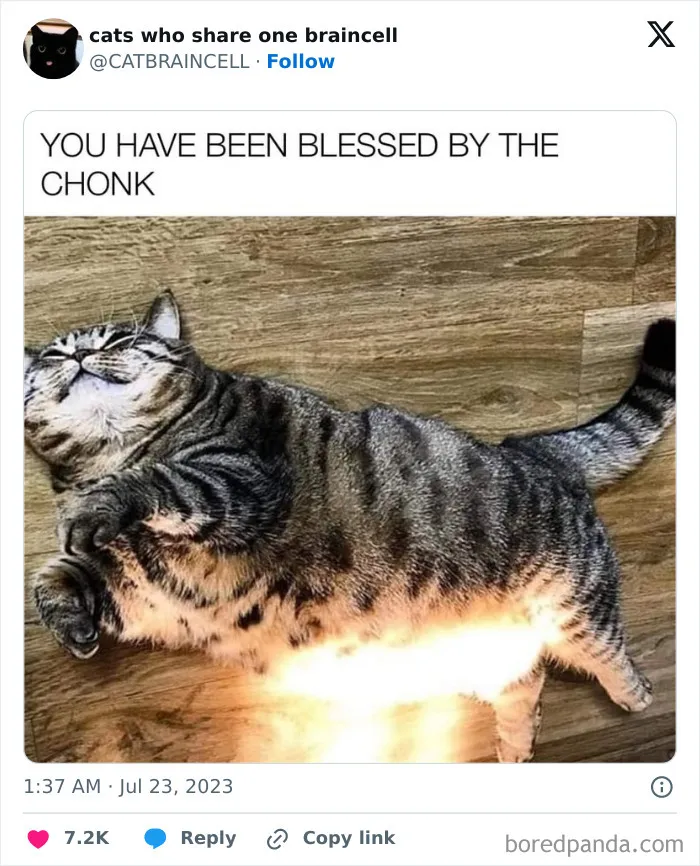They Share One Braincell: 48 Cats That Don't Seem Very Smart