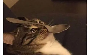 "Cats Who Share One Braincell": 50 Cats That Don't Seem Very Smart (New Pics)