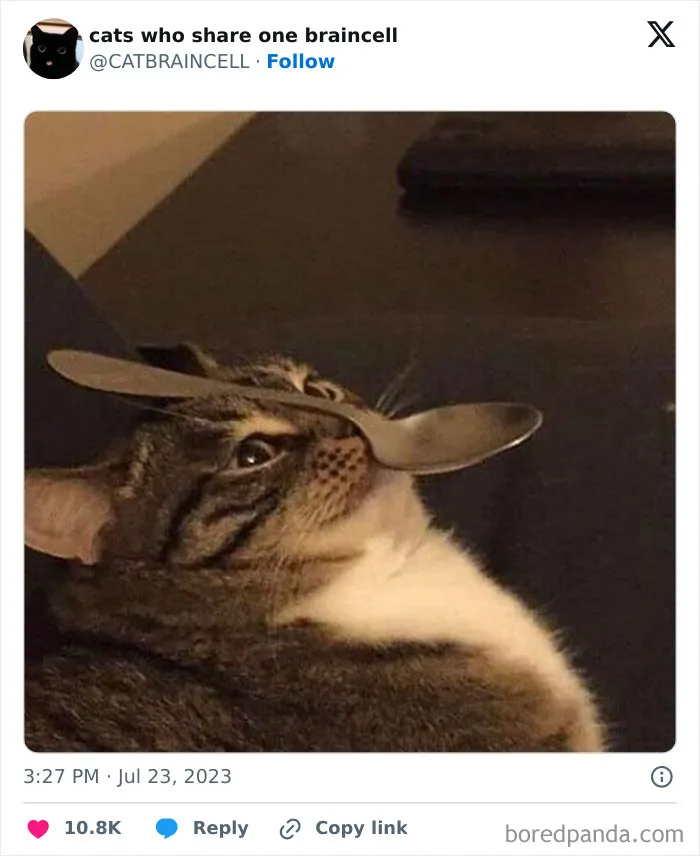 25 Gatos tontorrones compartiendo una sola neurona (nuevas fotos)