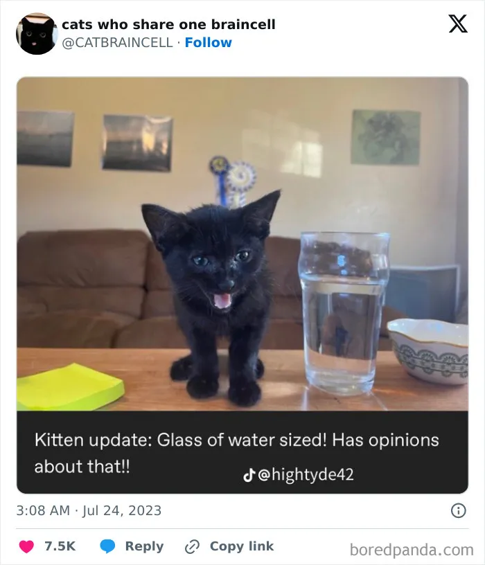 They Share One Braincell: 48 Cats That Don't Seem Very Smart