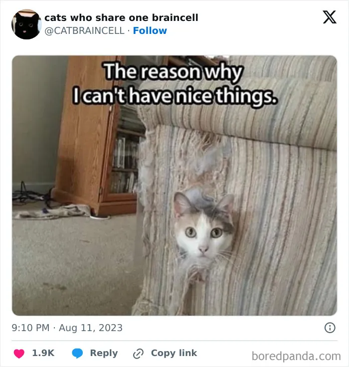 "Cats Who Share One Braincell": 50 Cats That Don't Seem Very Smart (New Pics)