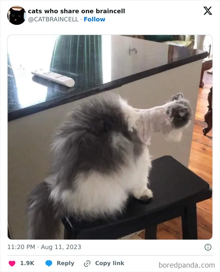 25 Gatos tontorrones compartiendo una sola neurona (nuevas fotos)