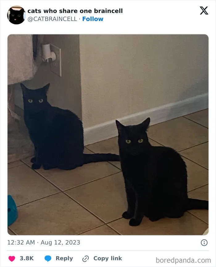 25 Gatos tontorrones compartiendo una sola neurona (nuevas fotos)
