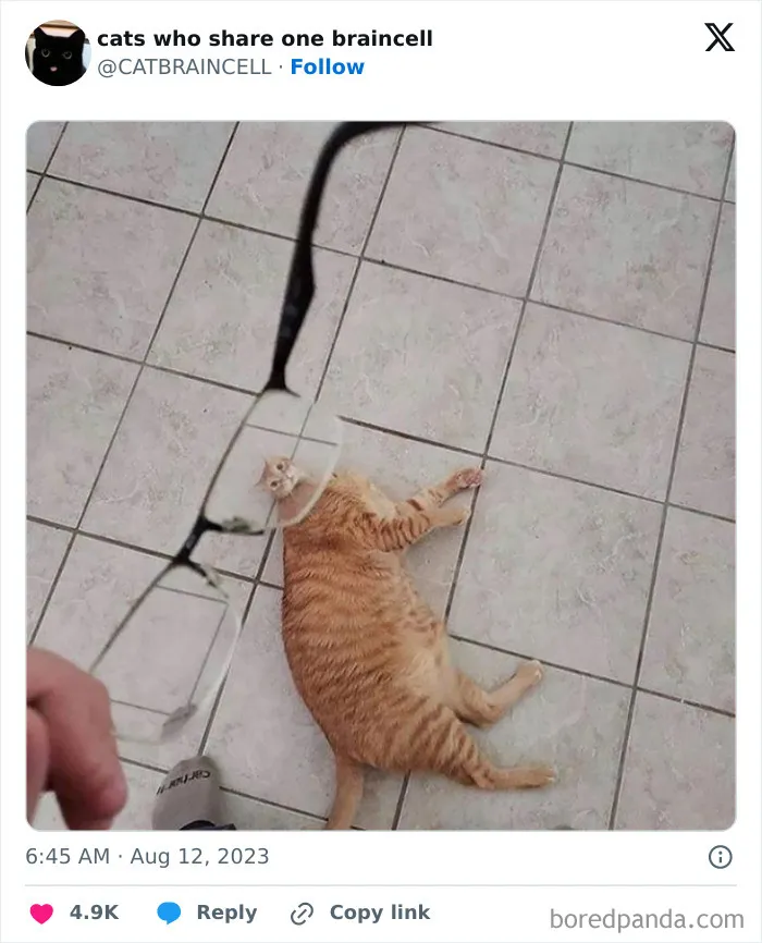 25 Gatos tontorrones compartiendo una sola neurona (nuevas fotos)