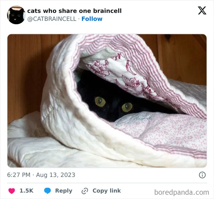 25 Gatos tontorrones compartiendo una sola neurona (nuevas fotos)