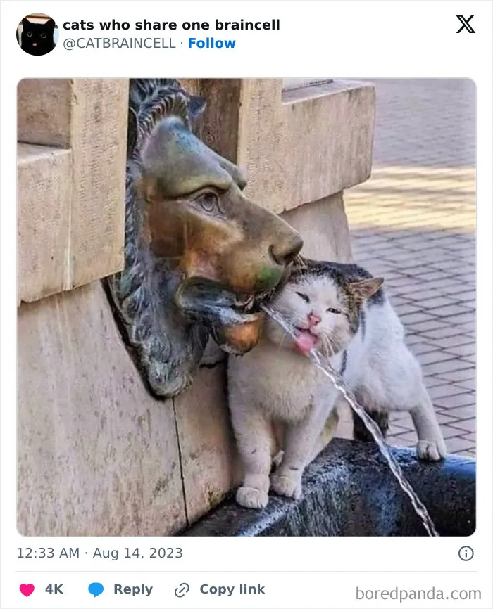 "Cats Who Share One Braincell": 50 Cats That Don't Seem Very Smart (New Pics)