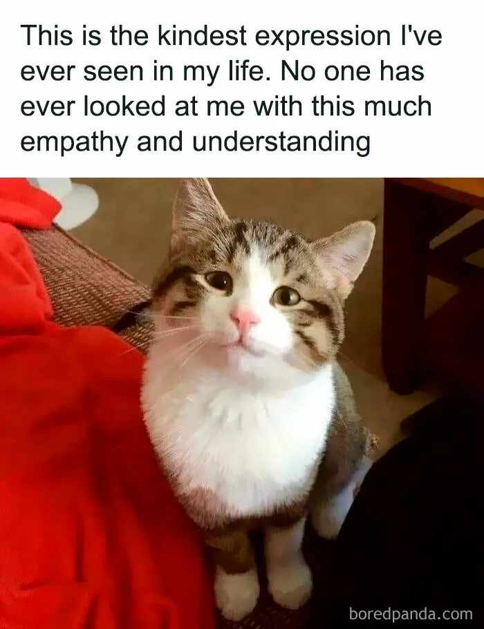 'Kitty Litterposting': 50 Funny Posts And Memes About Cats You May Wish You Could Tag Your Cat In (New Pics)