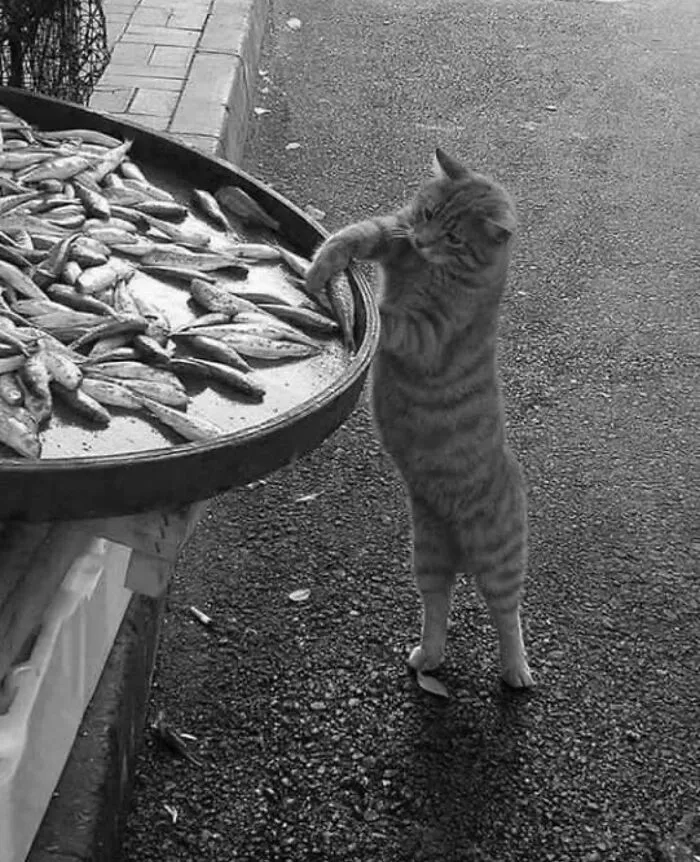 50 Examples Of The Most Amusing And Touching Cat Photos As Shared On This Insta Page