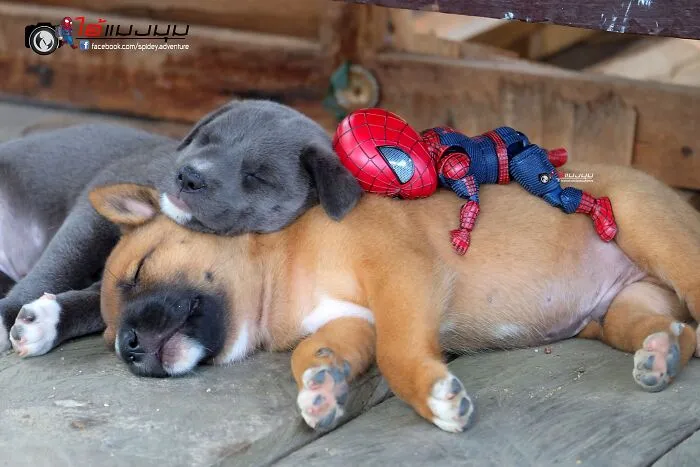 The Adventures Of Baby Spidey And His Cute Animal Pals: 30 New Photos By This Artist