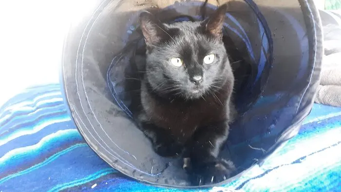 Ms Kitten