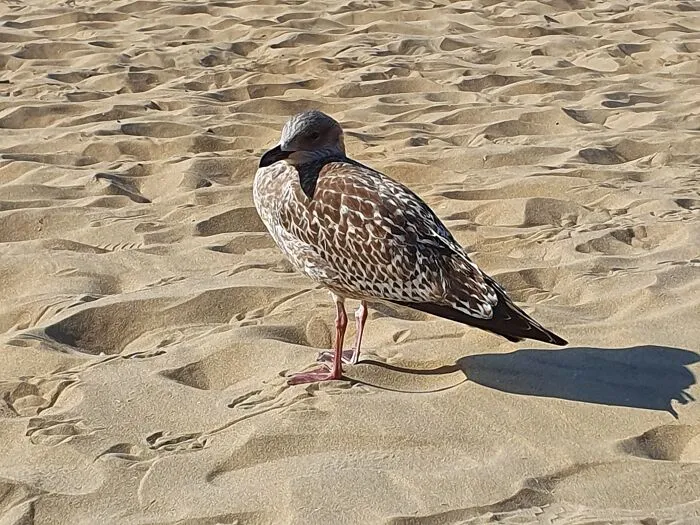 On Scheveningen Beach