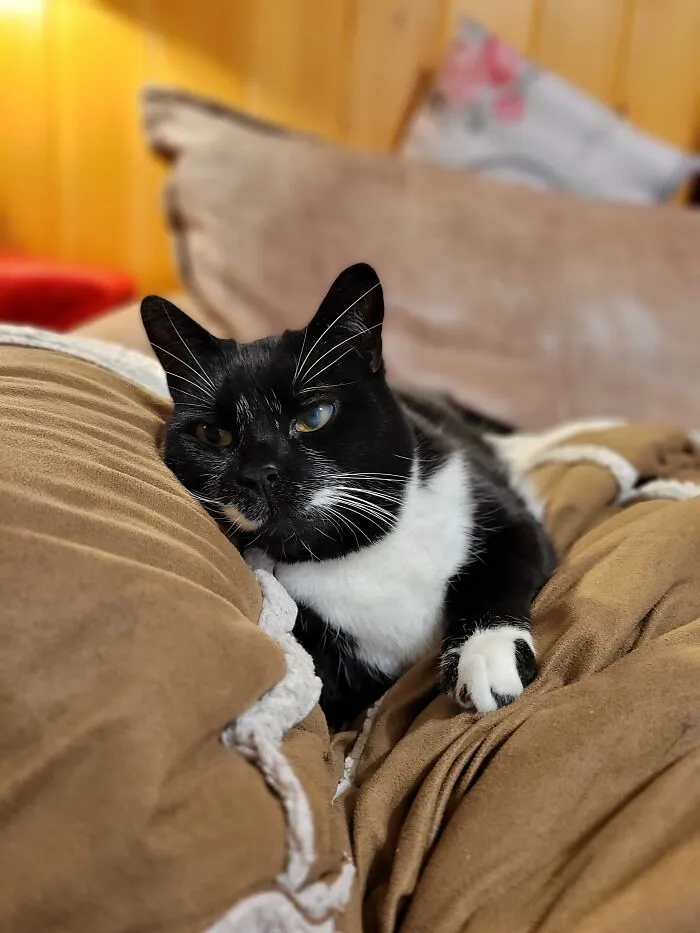 Cari