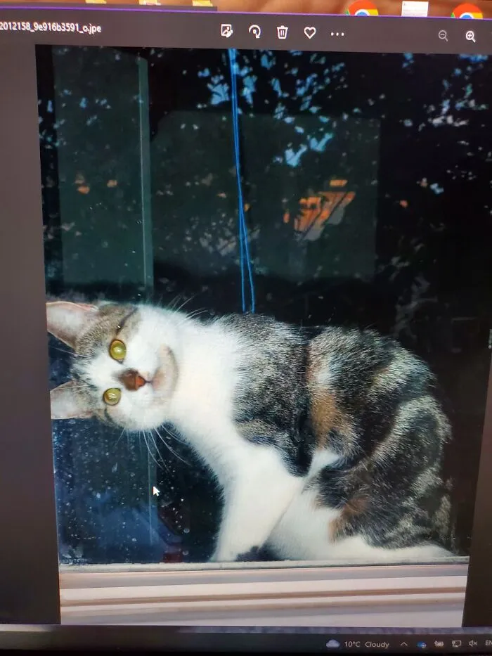 Come On, Take Me With You!!  Kevin Would Sit In The Front Window And Watch Me Outside Like This,  All The Time!