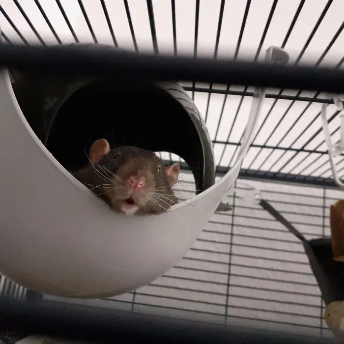 One Of My Rats Having A Séance