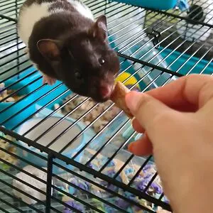 MINNI THE HAMSTER