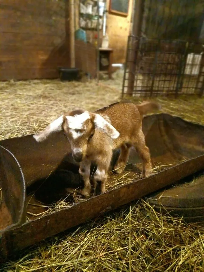 Rescue Goats And Sheep Living Their Best Life (37 Pics)