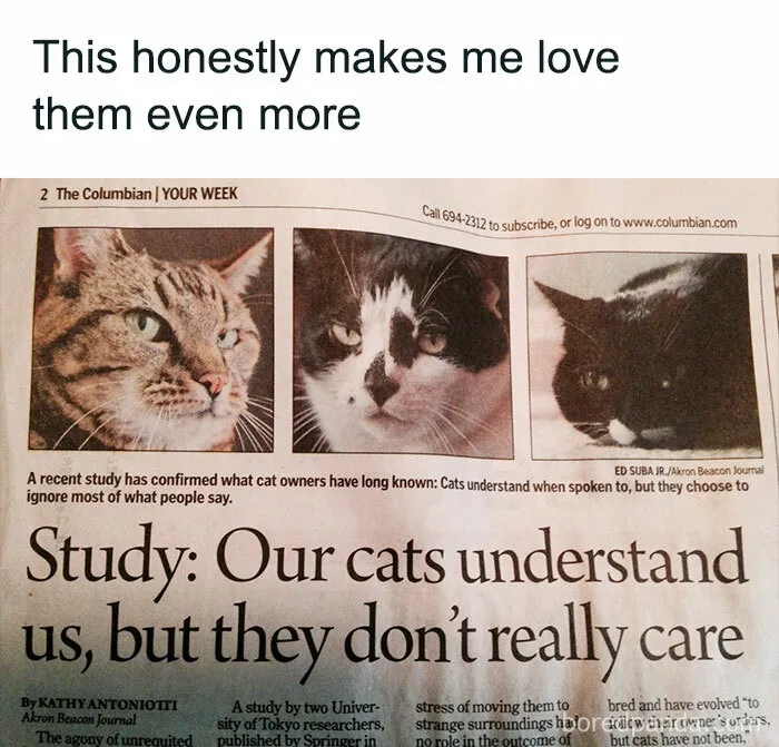 'Kitty Litterposting': 50 Funny Posts And Memes About Cats You May Wish You Could Tag Your Cat In (New Pics)