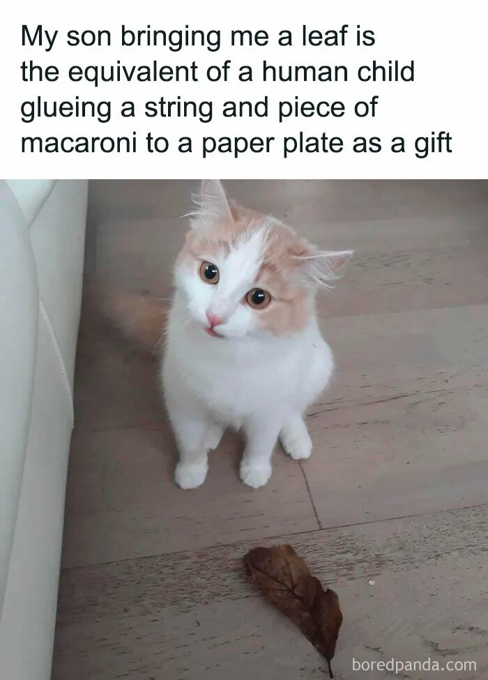 'Kitty Litterposting': 50 Funny Posts And Memes About Cats You May Wish You Could Tag Your Cat In (New Pics)