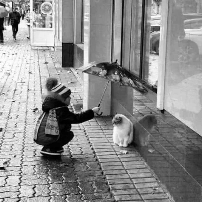 50 Examples Of The Most Amusing And Touching Cat Photos As Shared On This Insta Page