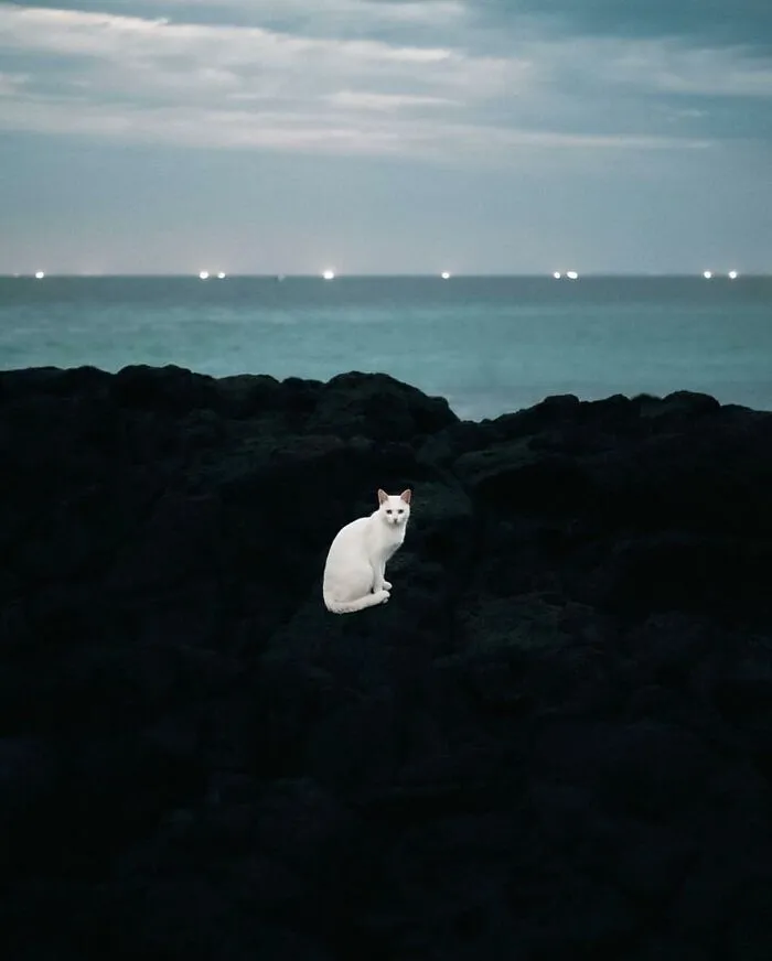 50 Examples Of The Most Amusing And Touching Cat Photos As Shared On This Insta Page
