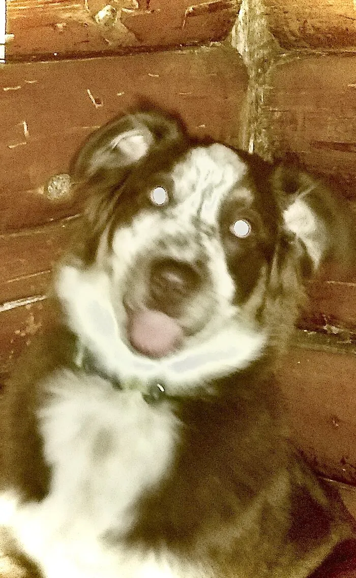 Bad Quality Photo But… Meet Rhubarb :d