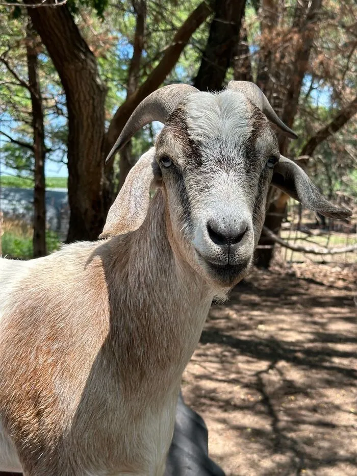 Rescue Goats And Sheep Living Their Best Life (37 Pics)