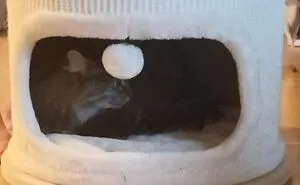 50 Hilariously Wholesome “My House, Not My Cat” Moments (New Pics)