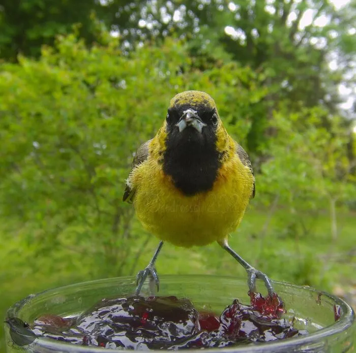 Esta mujer tiene un fotomatón para pájaros y animales en su jardín, y los resultados son extraordinarios (50 nuevas fotos)