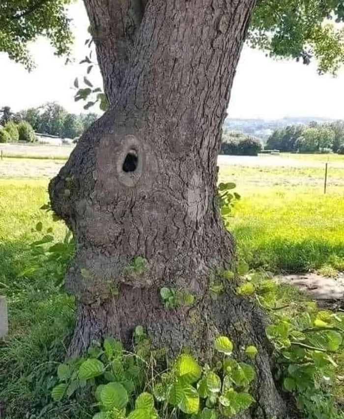 30 Times People Stumbled Upon Pareidolia And Shared It In This Facebook Group (New Pics)