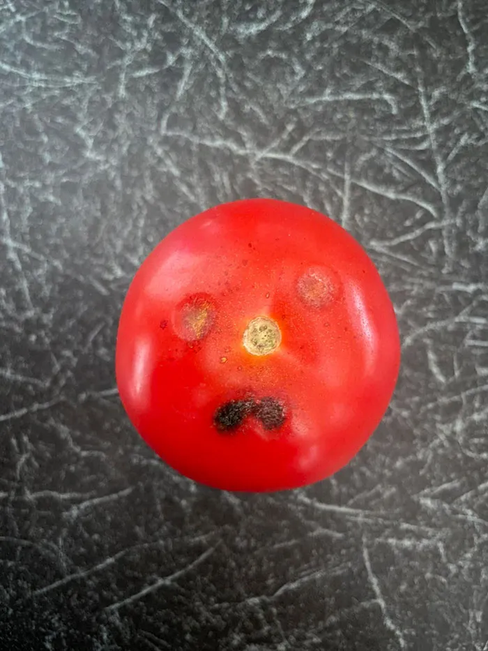 30 Times People Stumbled Upon Pareidolia And Shared It In This Facebook Group (New Pics)