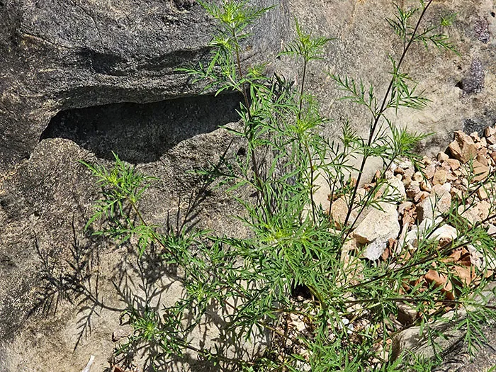 30 Times People Stumbled Upon Pareidolia And Shared It In This Facebook Group (New Pics)
