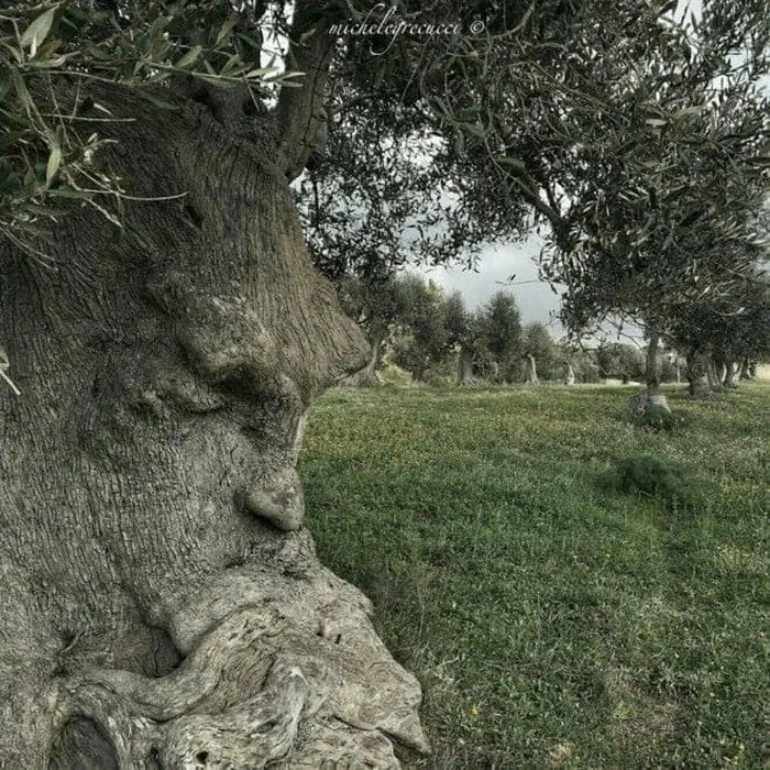 30 Times People Stumbled Upon Pareidolia And Shared It In This Facebook Group (New Pics)
