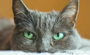 I Found The 14 Funniest Lolcat Memes