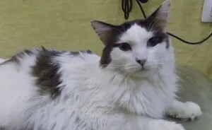 Meet Oliver, Our Sugar Kitty