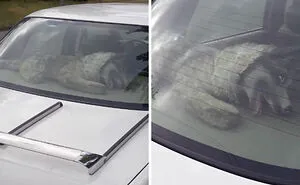 “Scared The Bejesus Out Of Me”: 50 Times People Almost Had A Heart Attack But Took A Second Look (New Pics)