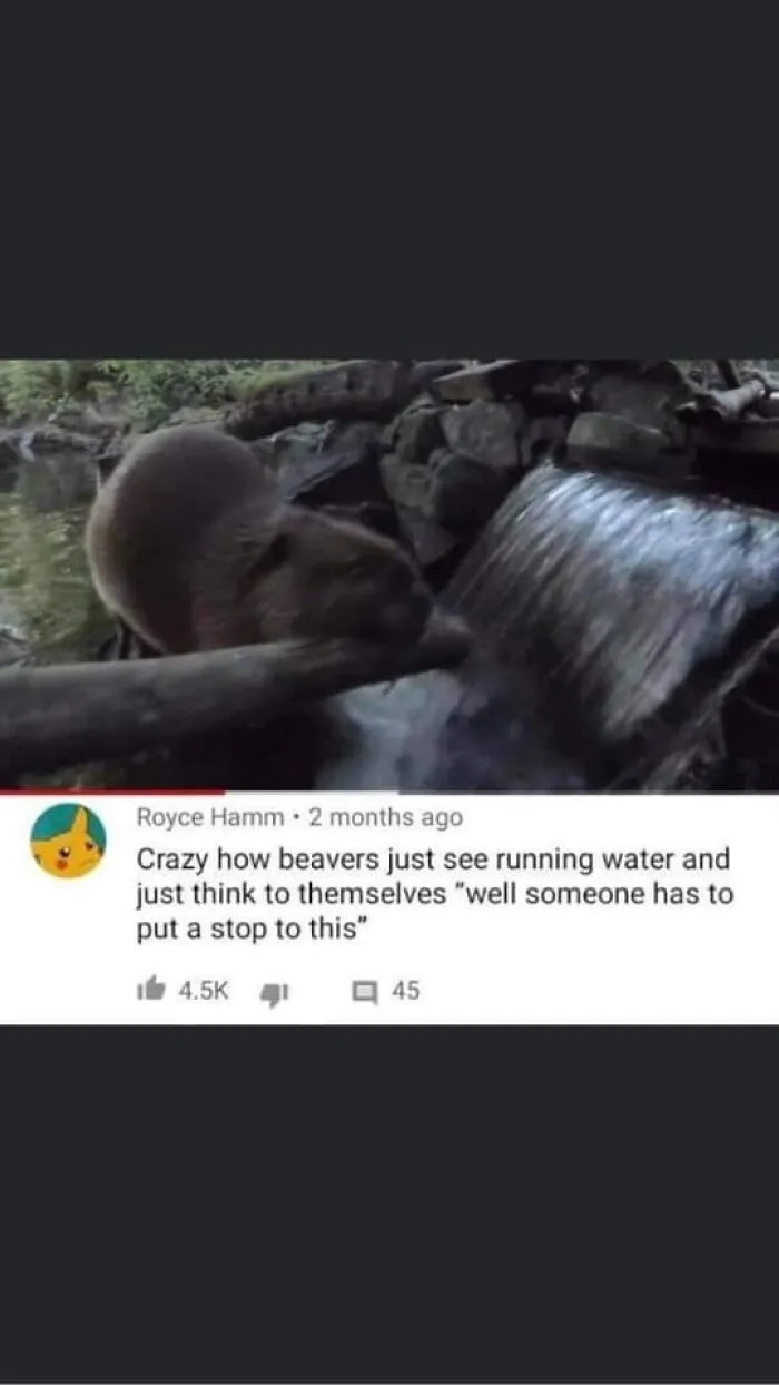 Beaver building a dam with a funny caption about stopping running water.