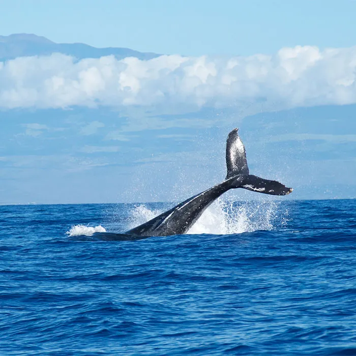 116 Weird Facts That You Just Have To Know