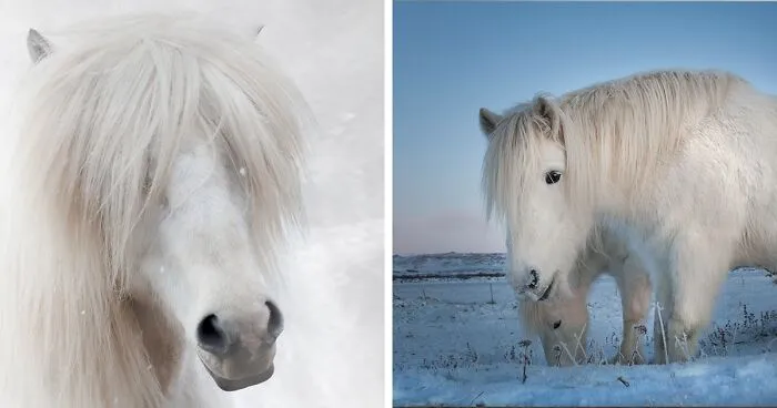 I Am A Photographer Who Traveled Iceland In Winter To Capture Beautiful Animals (15 Pics)
