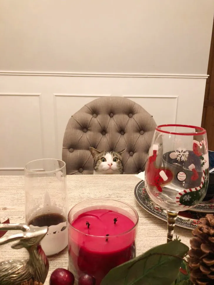 20+ Times Animals Act Like Humans, And They Nailed It