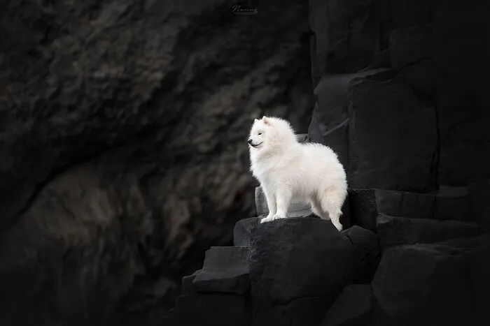 King Of The Rock
