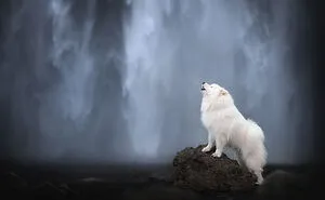 I Am A Dog Photographer And Here Are 20 Of My Best Shots Taken In Iceland