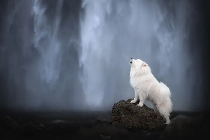 Howl