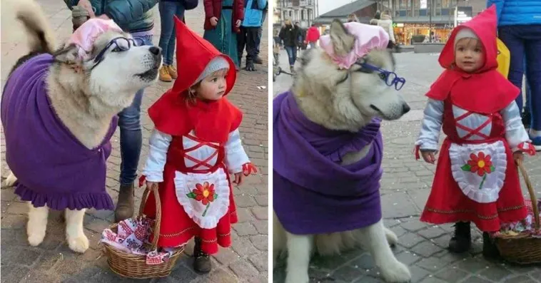 Little Child Dressed Up As Red Riding Hood And Her “Big Bad Wolf” Husky Are So Adorable They Go Viral