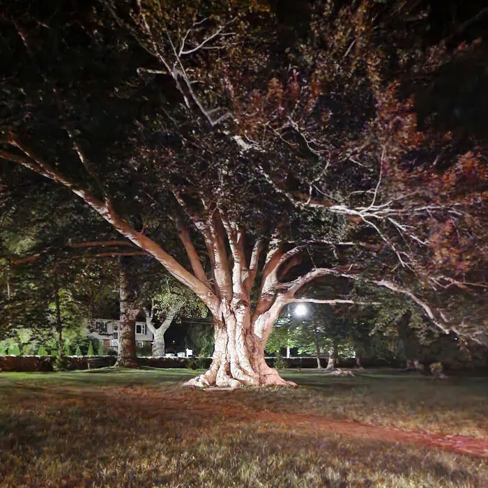 Copper Beech In New London Ct