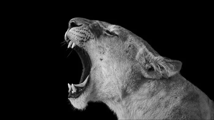 I Am A Photographer Passionate About Wildlife, Nature, And Conservation: Here Are My Best 45 Photos